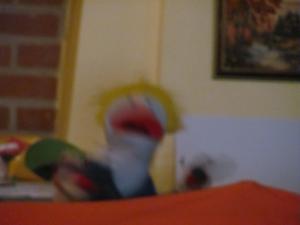 IMG 3784 (1)